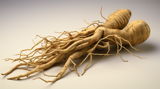 Benefits of American ginseng extract