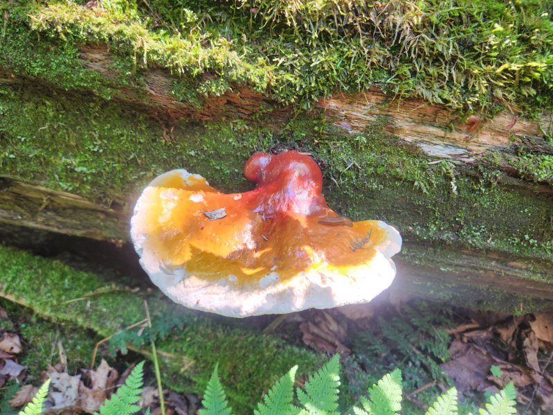 Whole Dried Reishi Mushrooms – 1 lb