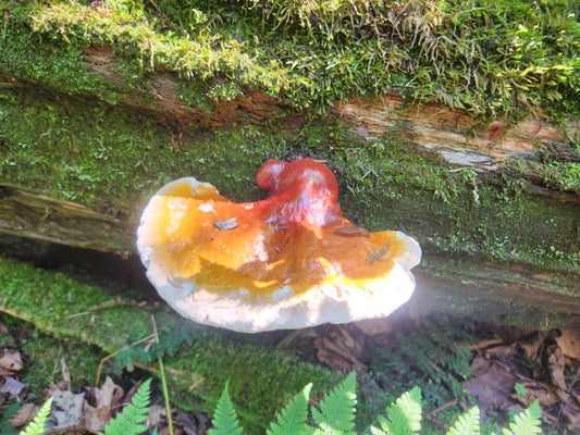 Whole Dried Reishi Mushrooms – 1 lb