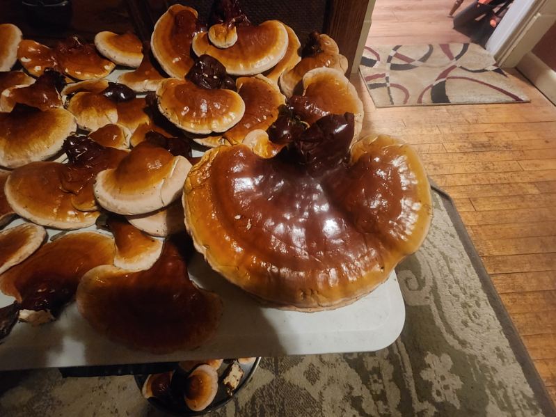Whole Dried Reishi Mushrooms – 1 lb