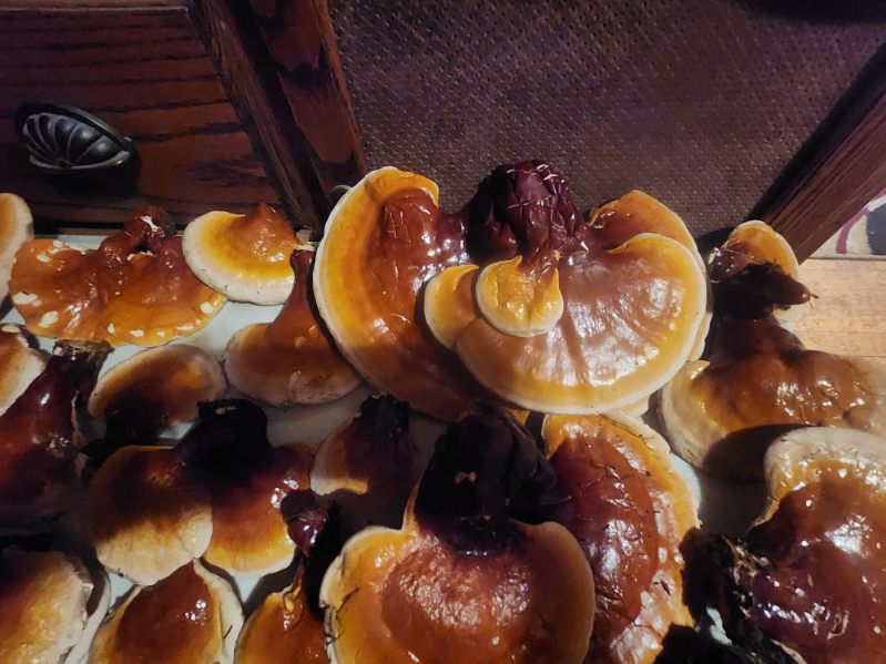 Whole Dried Reishi Mushrooms – 1 lb