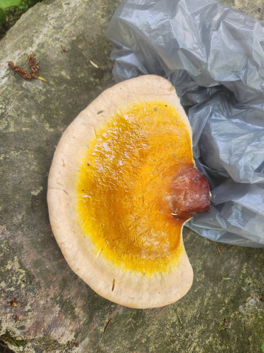 Whole Dried Reishi Mushrooms – 1 lb